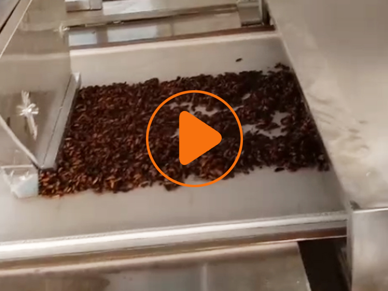 黑水虻殺菌設(shè)備